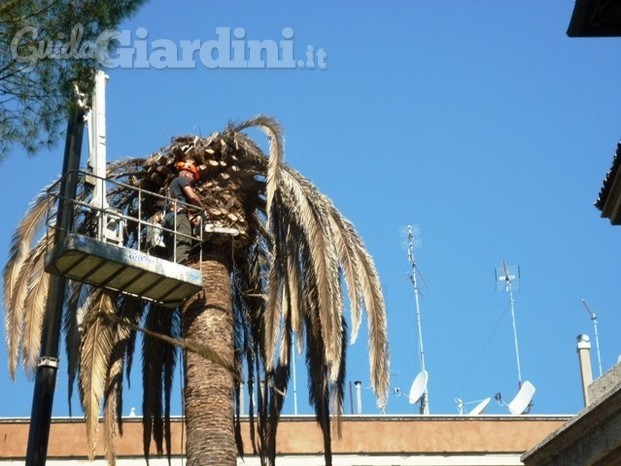 Abbattimenti palme attaccate dal punteruolo rosso