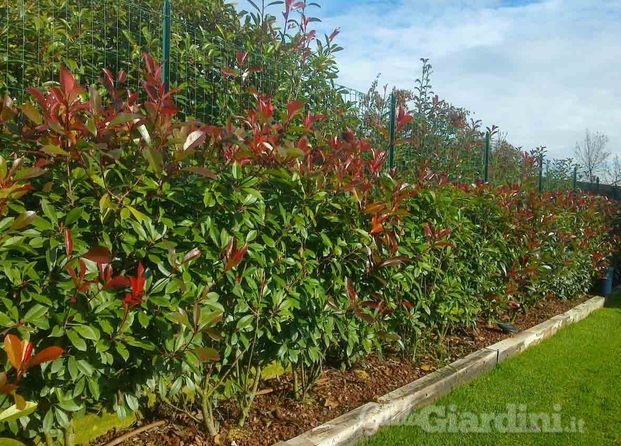 Siepe di Photinia red robin