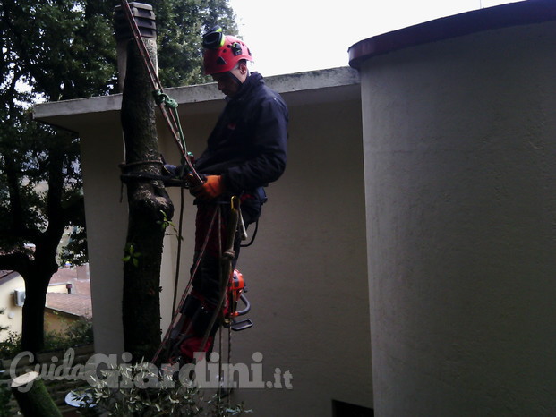 Perugia Tree Climbing