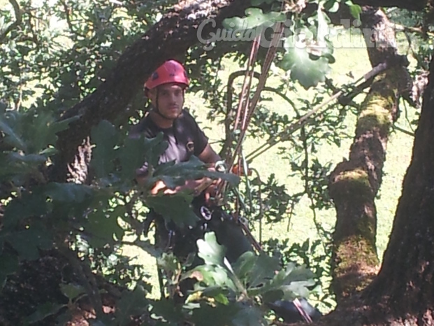 Perugia Tree Climbing