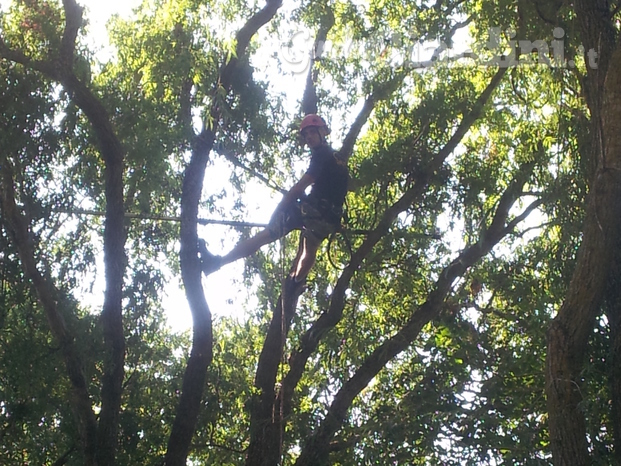 Perugia Tree Climbing