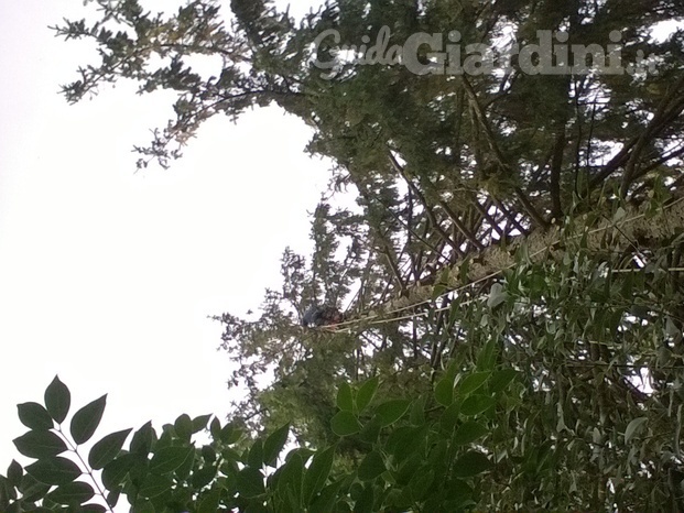 Perugia Tree Climbing