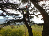 Perugia Tree Climbing