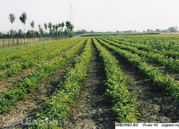 juglans regia, noce comune