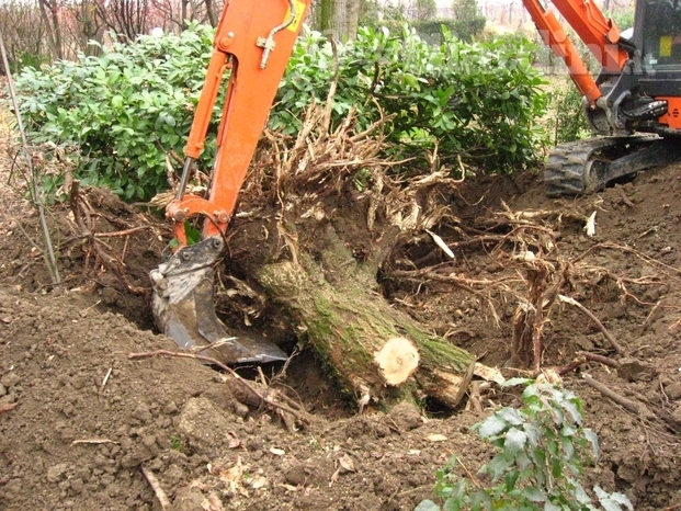 abbattimenti alberi