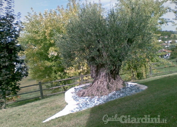 Albero