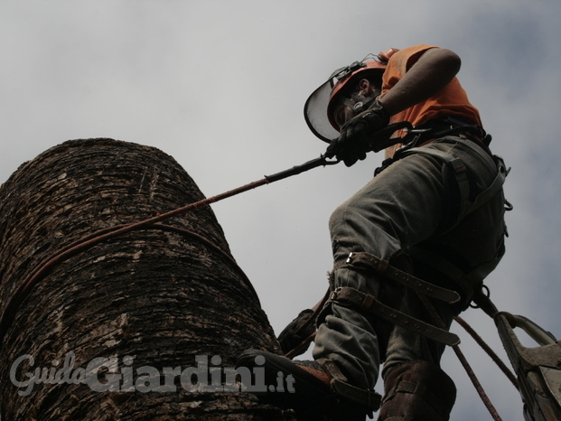 Abbattimento controllato di alberi e palme