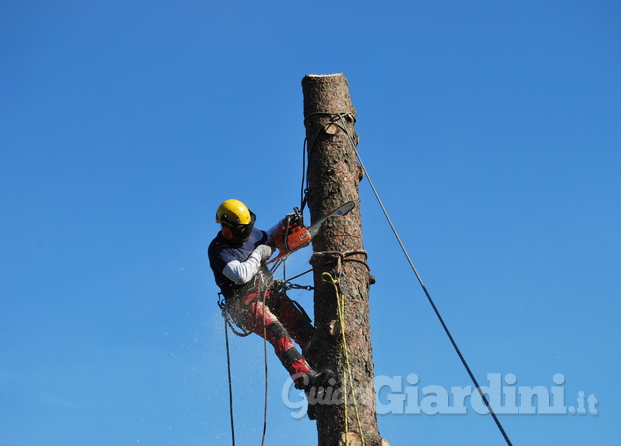 Abbattimento controllato in treeclimbing