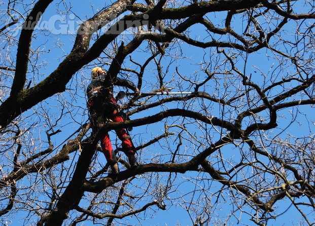 potature in treeclimbing