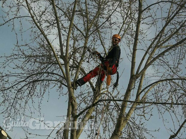 Potatura in treeclimbing.jpg