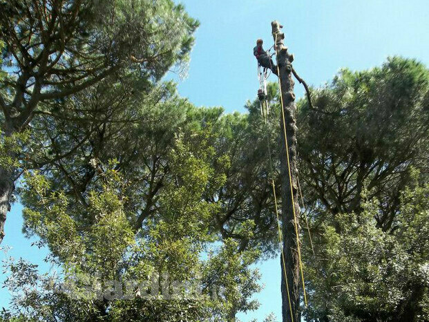 Abbattimento controllato in treeclimbing.jpg