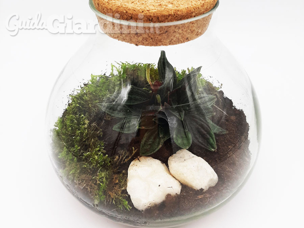 Realizzazione Terrarium chiusi.jpg