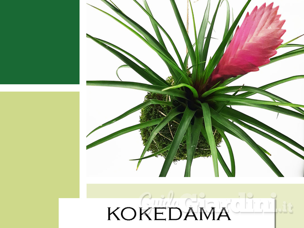 Realizzazione di kokedama.jpg