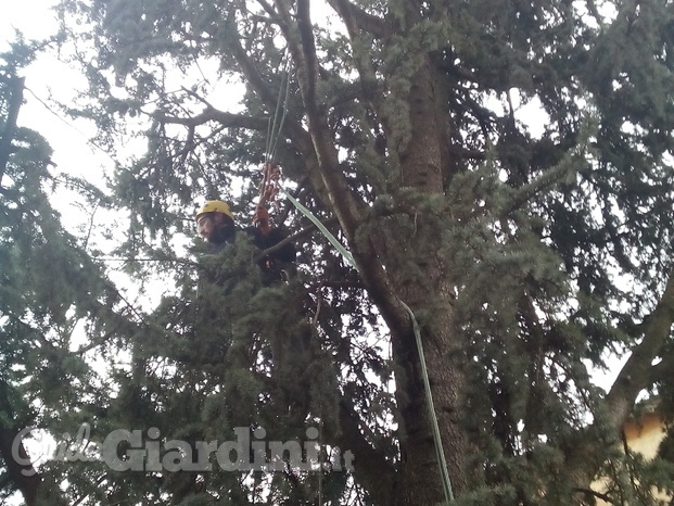 Pulizia del secco su cedro in tree climbing