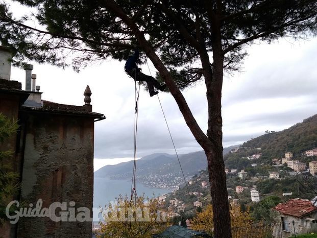 Camogli: potatura pino marittimo