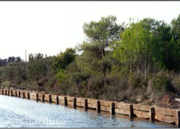 CODRA MEDITERRANEA 