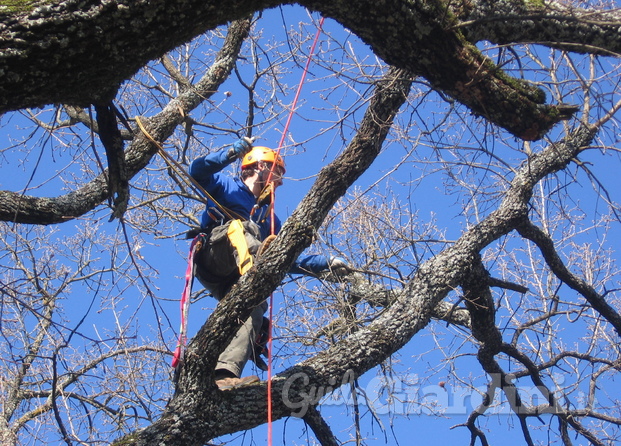 Quercia