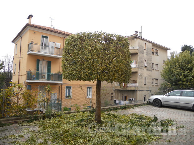 potaura alberi, abbattimento alberi, giardiniere macerata, giardinaggio macerata.