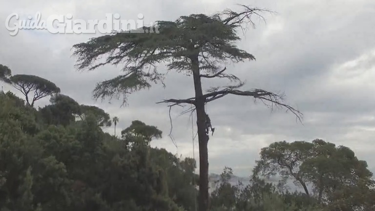 Abbattimento in tree climbing controllato con frizione (2 cam + drone)