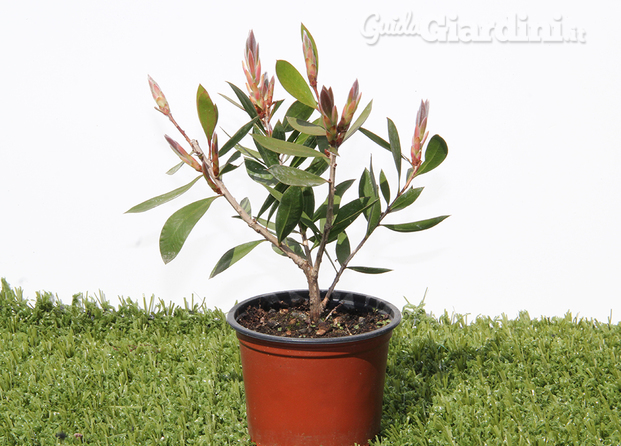 Callistemon citrinus splendens in Vaso 9