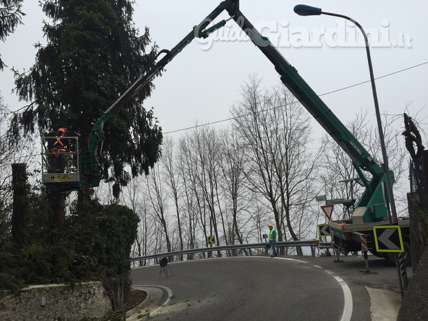 Abbattimento abeti su tornante