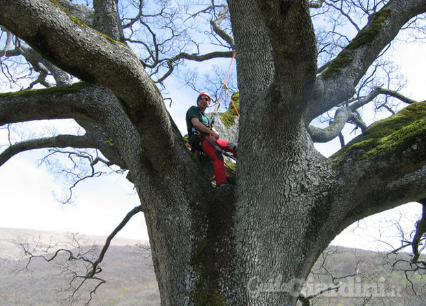 Mr. Green Tree Climbiing
