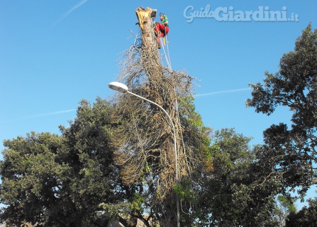 Mr. Green Tree Climbing