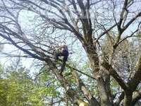 Haritz Tree Climbing