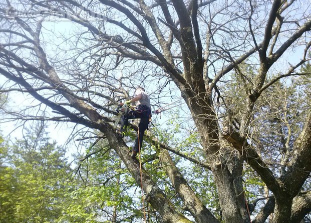 tree climbing