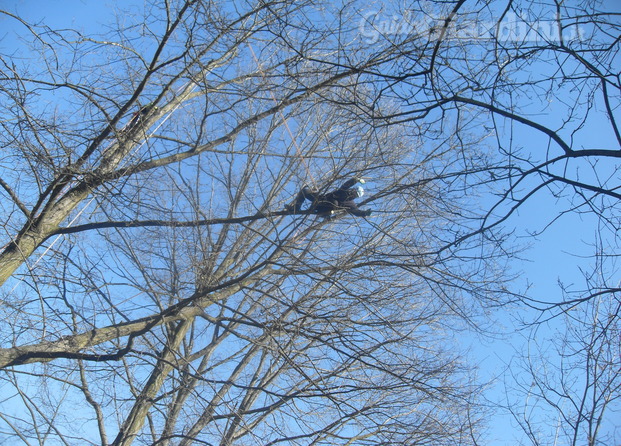 potatura di alberi ad alto fusto