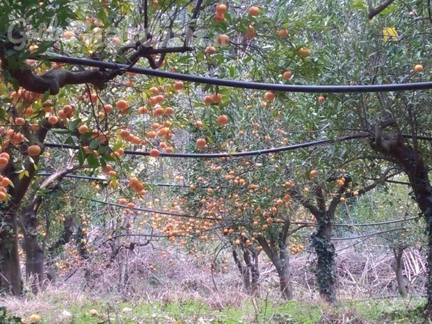 Dimensione Verde