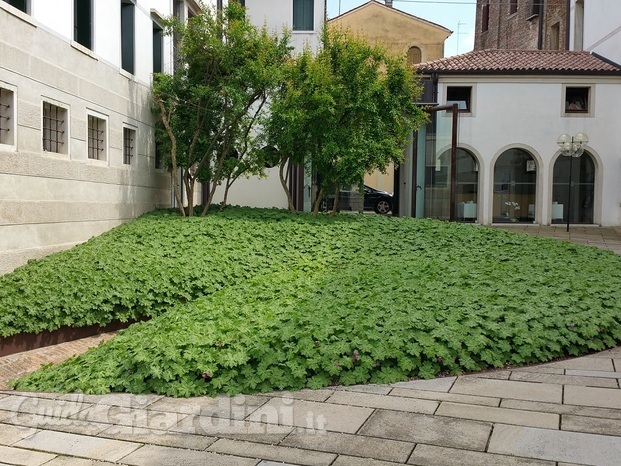 Rifacimento delle aiuole della corte interna di Palazzo Bomben a Treviso