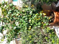IMG-20230321-WA0016.jpeg