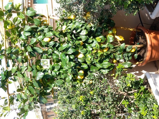 IMG-20230321-WA0016.jpeg