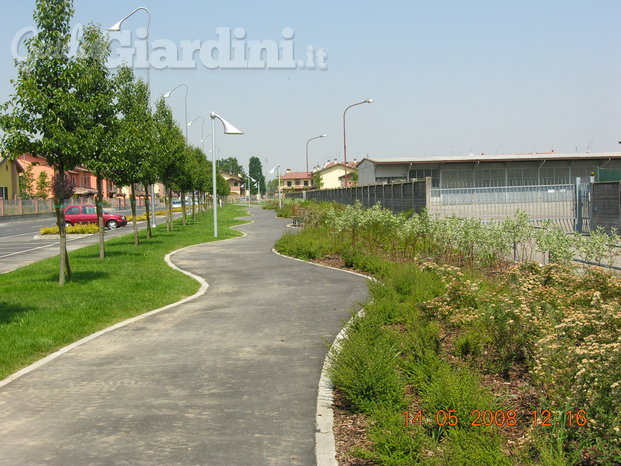 Filare pyrus calleryana "chantichleer" e aiuole miste al momento dell'impianto