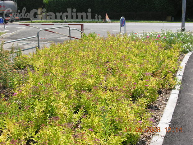 Codogno pl 5 aiuola spiraea japonica goldflame