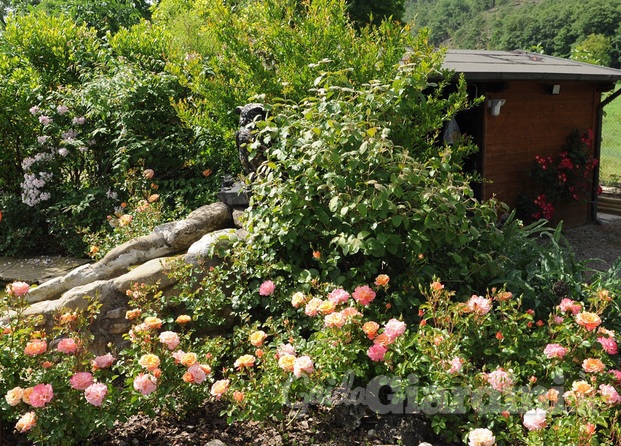 Giardino in fiore