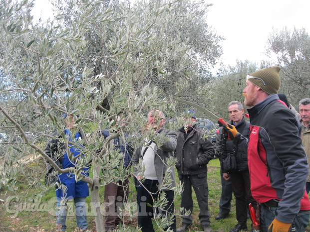 Corso potatura dell'olivo a vaso policonico semplificato.