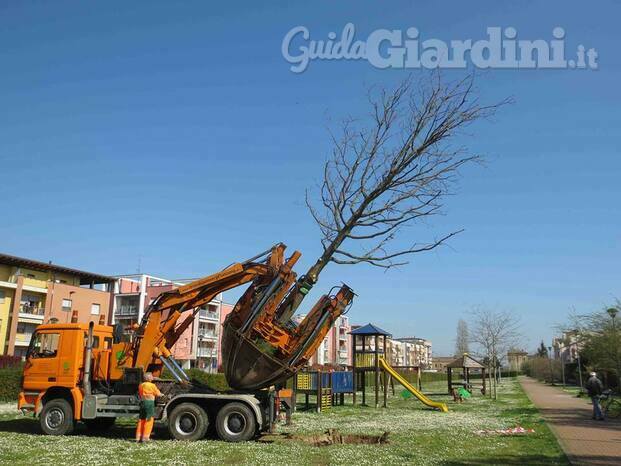 GESTIONE ALBERI