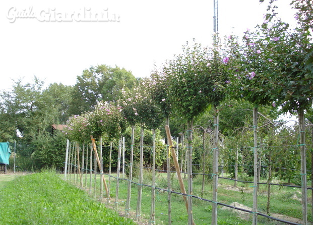 hibiscus ad albero