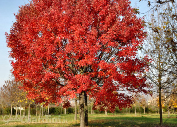 acer rubrum october glory