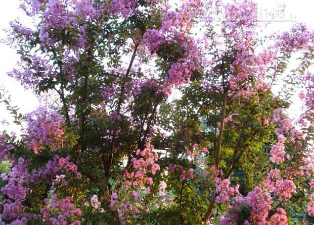 lagerstroemia