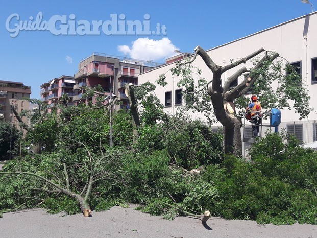 Potatura alberi di alto fusto presso RAI Radiotelevisione di Palermo - La potatura delle Chorisie