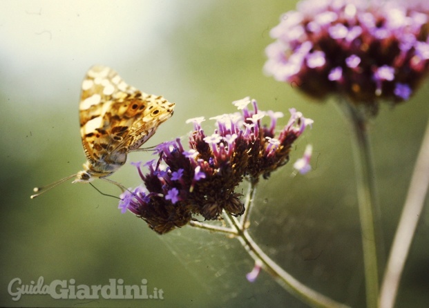 farfalla su verbena