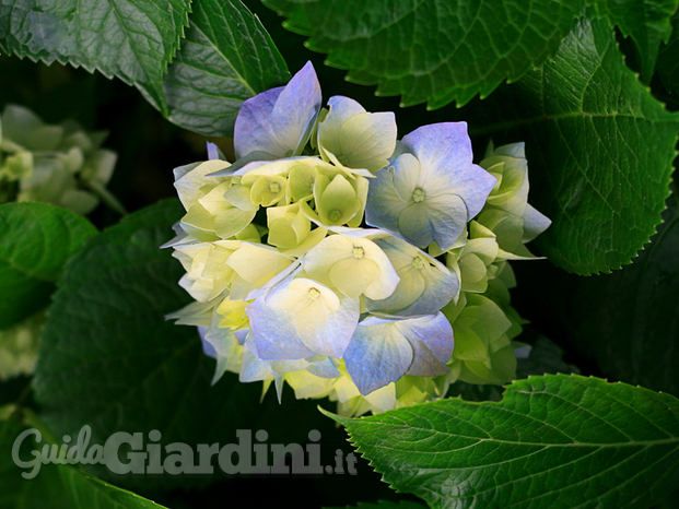 Hydrangeas