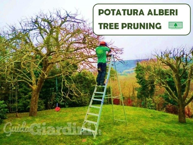 potatura alberi