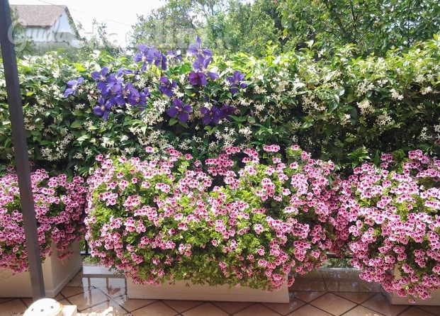 Composizione terrazzo piante di Clematis, Rincospermum e Geranio Rendy.