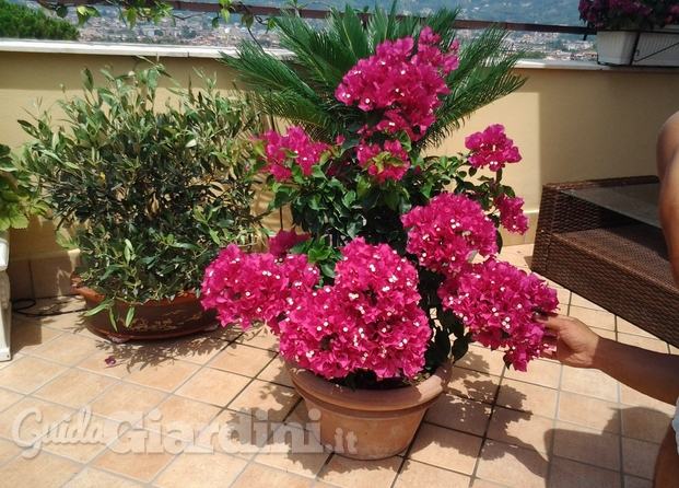 bonsai bouganvillea