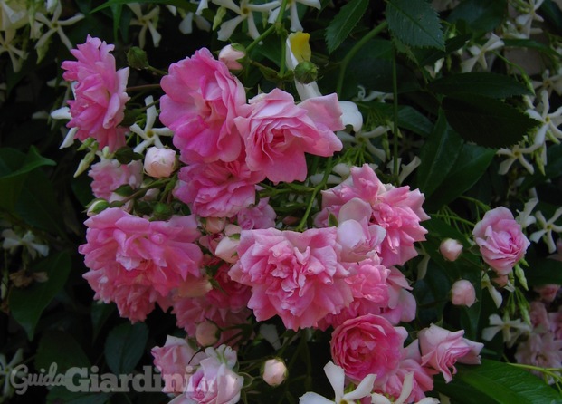 Rosa rampicanti  con Rhyncospermum jasminoides 