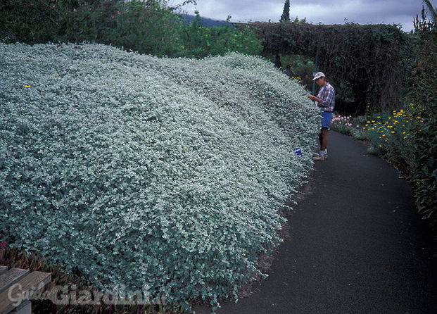 Helichrysum petiolare